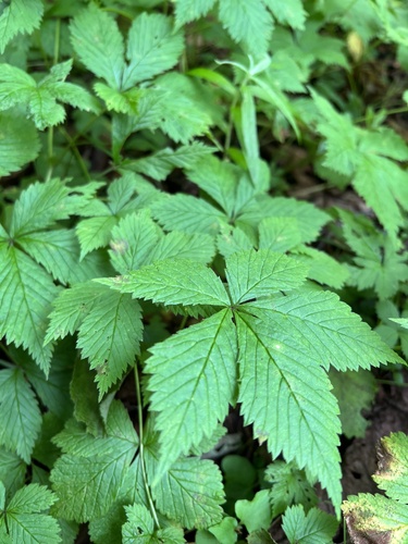 Rubus pseudojaponicus iNat (3)