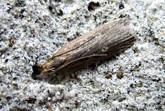 Helcystogramma triannulella