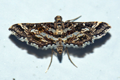Diasemiopsis ramburialis