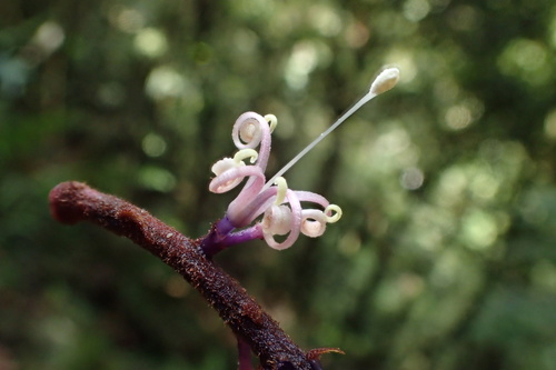 Helicia formosana iNat (1)
