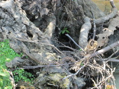 Nerodia sipedon