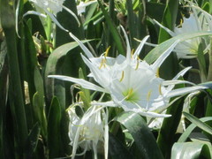 Hymenocallis coronaria