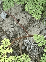 Sceloporus cozumelae