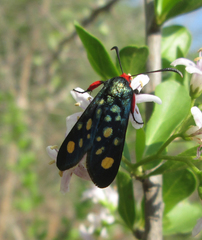 Arniocera auriguttata