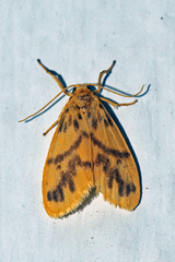 Miltochrista rubricosa