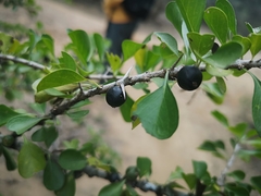 Condalia hookeri