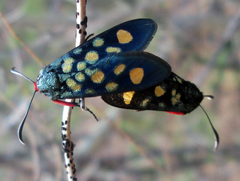 Arniocera auriguttata