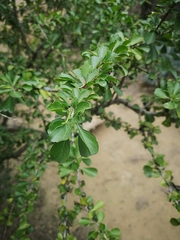 Condalia hookeri