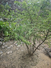 Condalia hookeri
