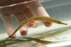 Gulf Pipefish photo 2