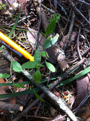 Rhinotropis californica