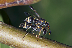 Subancistrocerus