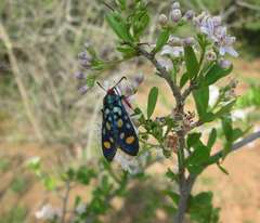 Arniocera auriguttata