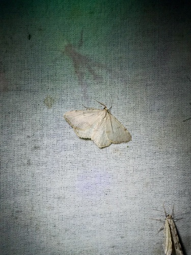 Sulphur Angle photo 3