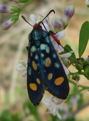 Arniocera auriguttata