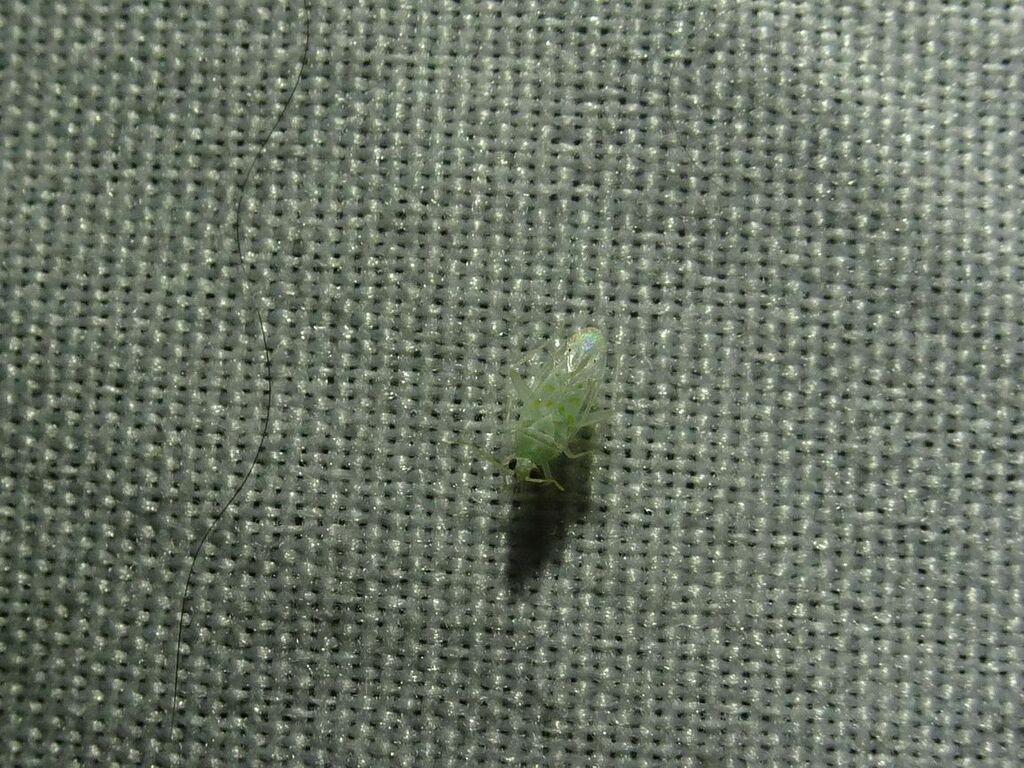 Ectagela guttata