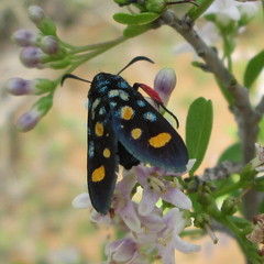 Arniocera auriguttata