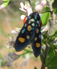 Arniocera auriguttata