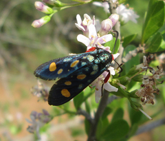Arniocera auriguttata