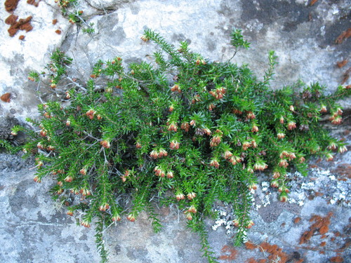 Image of Dwarf Heath (Erica depressa) by (c) Michael D. Pirie, some rights reserved (CC BY)