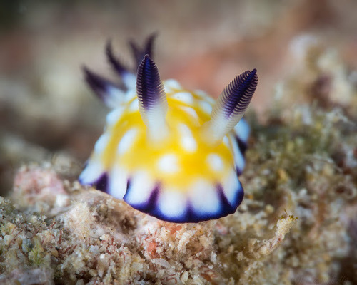 Trembling Nudibranch