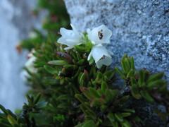 Erica depressa