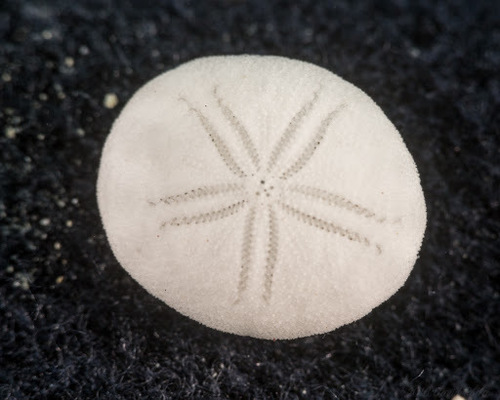 Fibularia, 2016-02-07