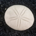 Sand Dollars - Photo (c) David R, some rights reserved (CC BY-NC)