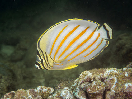 Ornate Butterflyfish