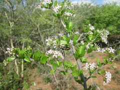 Arniocera auriguttata