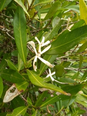 Ixoroideae