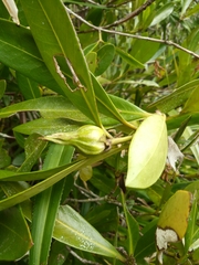 Ixoroideae