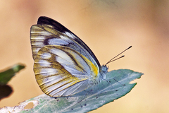 Appias libythea olferna