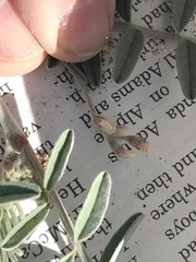 Astragalus aridus