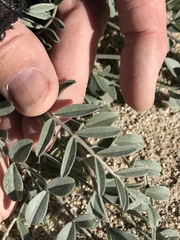 Astragalus aridus