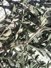 Astragalus aridus