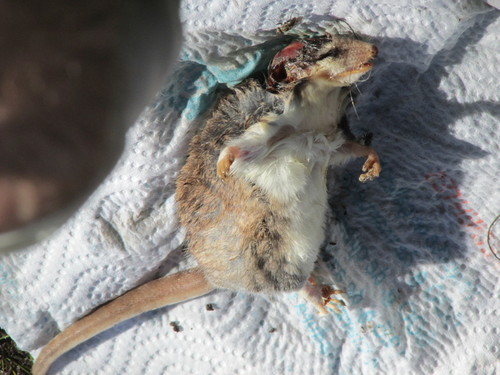 Thylamys citellus