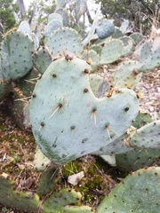 Opuntia pyrocarpa