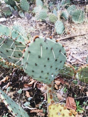 Opuntia pyrocarpa