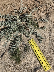 Astragalus lentiginosus borreganus