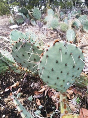 Opuntia pyrocarpa