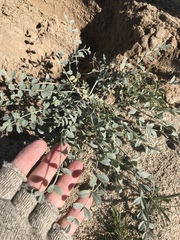 Astragalus lentiginosus borreganus
