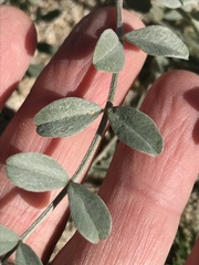 Astragalus lentiginosus borreganus