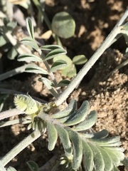 Astragalus lentiginosus borreganus