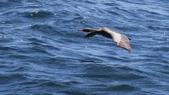 Poikilocarbo gaimardi