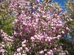 Erica tomentosa