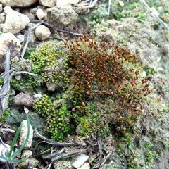 Pterygoneurum ovatum