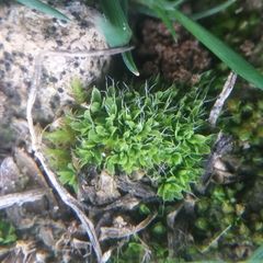 Tortula viridifolia