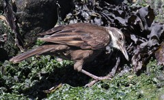 Cinclodes nigrofumosus