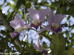 Cattleya trianae